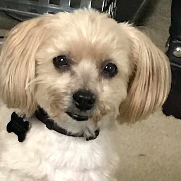 Meet your Posher, Angela - Picture 2 of 2